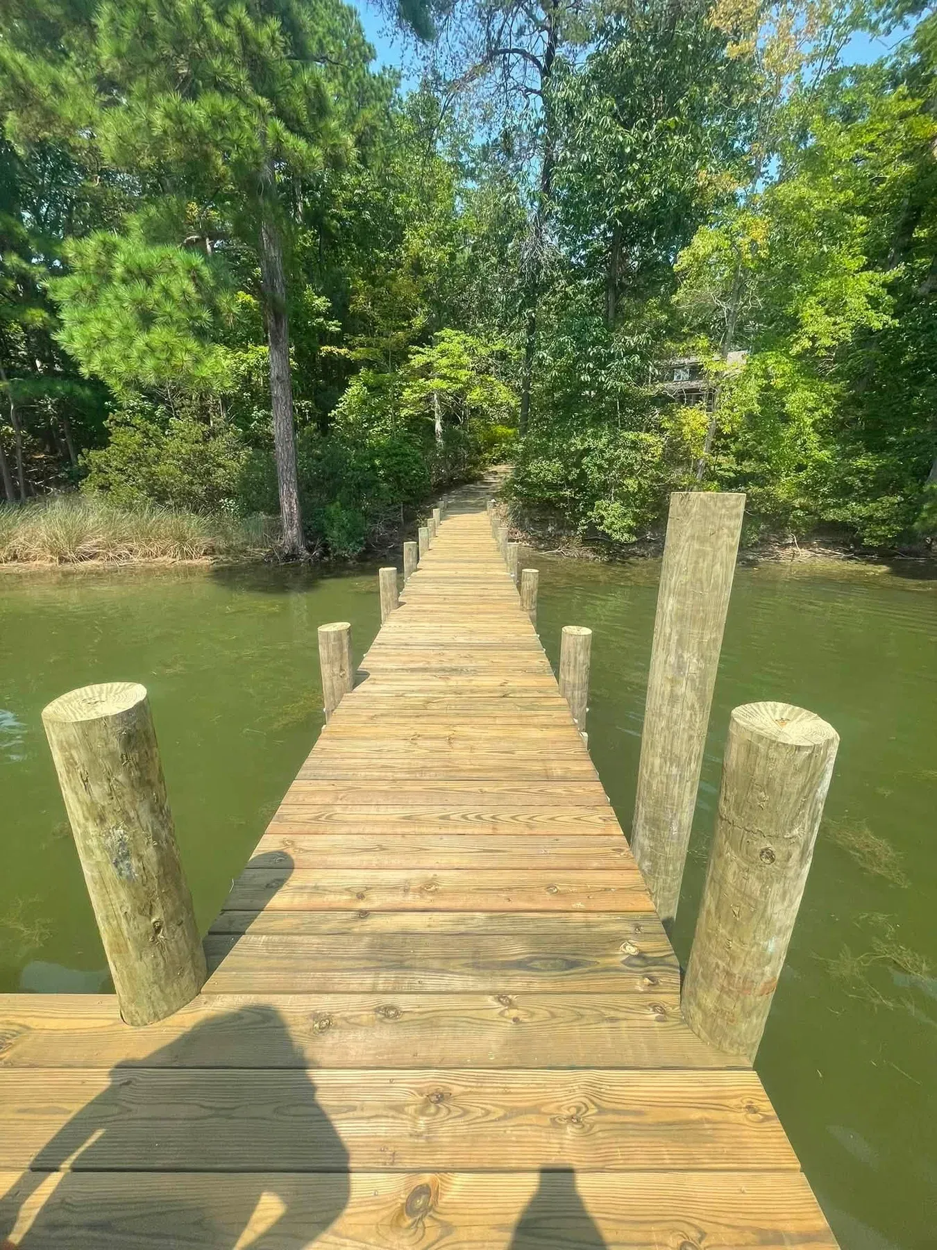 A new wooden pier walkway between pilings, running out from the trees